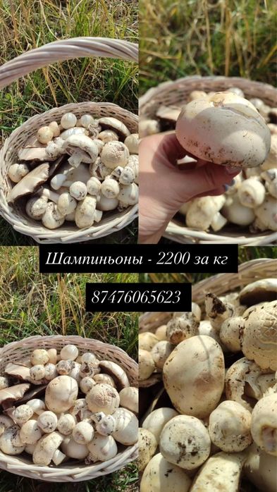 Шампиньоны за кг 2200