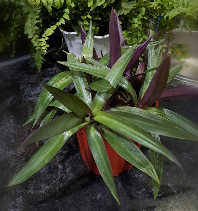 Красивый цветок рео