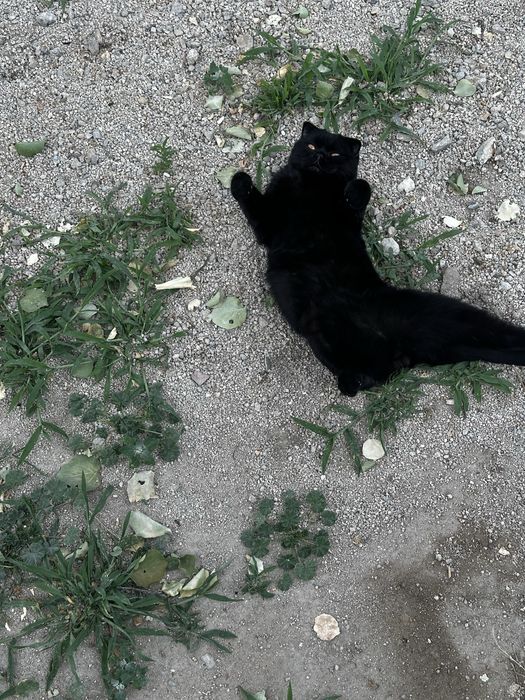 Akkuratniy o’gil bola mushuk ismi sofi