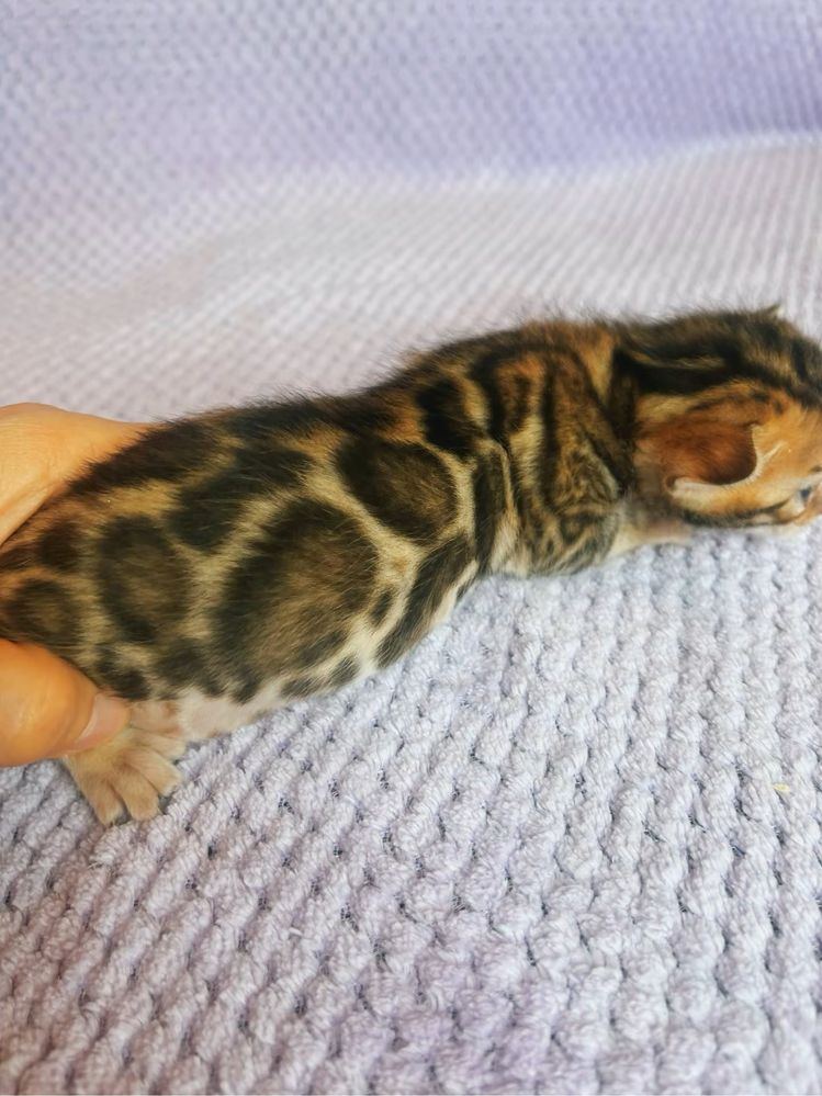 Котенок бенгал девочка