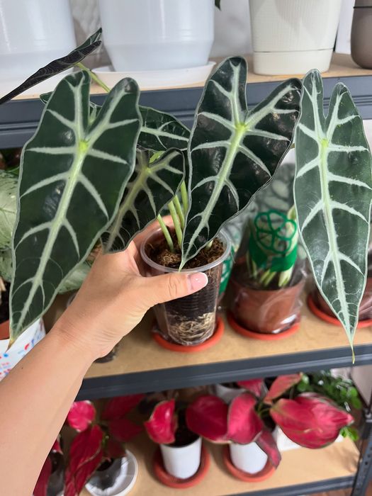 Комнатные растения