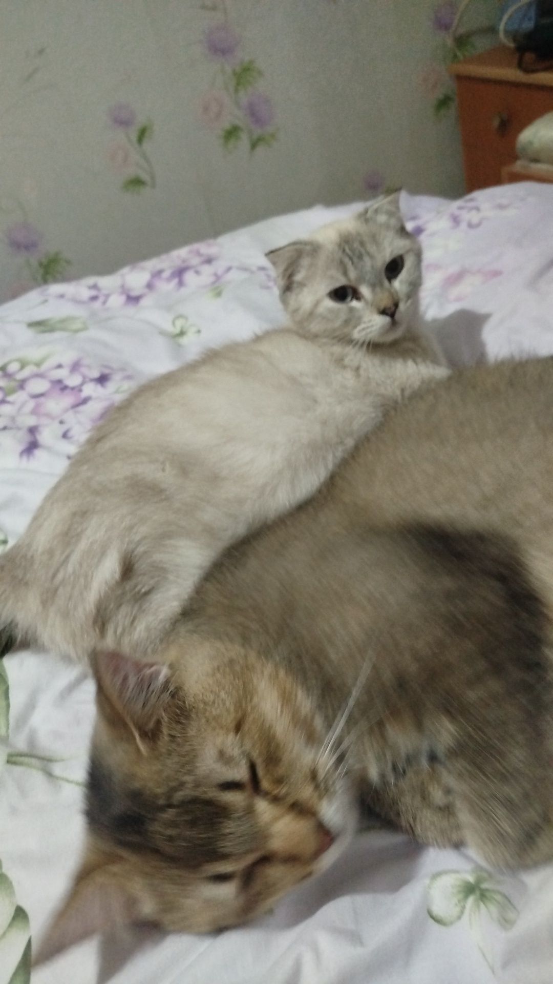 Продаю кошка и котёнкы
