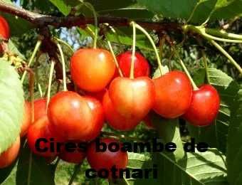 Pomi fructiferi-Cires Amar ( Negru, Roz si Alb)