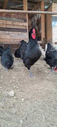 Oua australorp linie expozitie