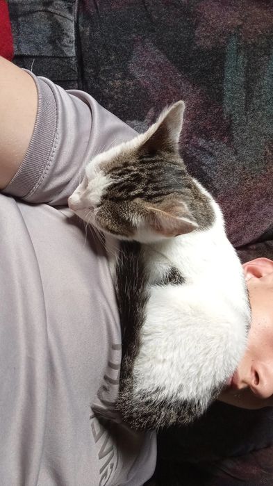 Pisicuta pierduta cauta casa