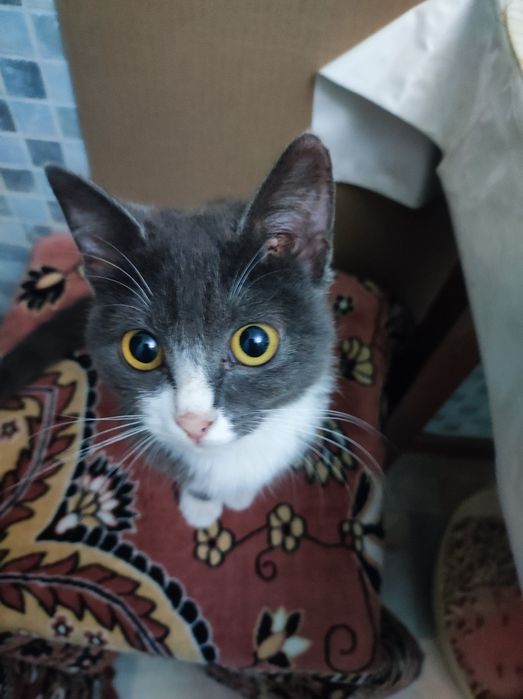 Котёнок 5месяцев