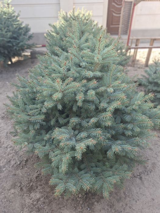 Голубой ель для сада