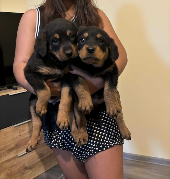 Продавам ротвайлери