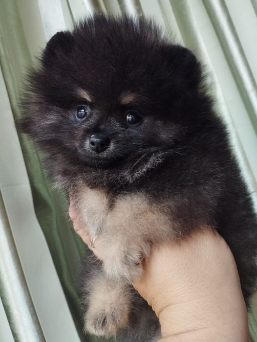 Щенки шпица девочки