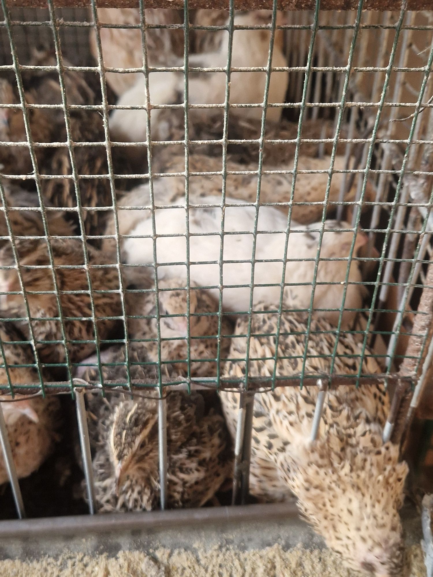 Vănd oua de prepelită pentru  consum.sau incubat