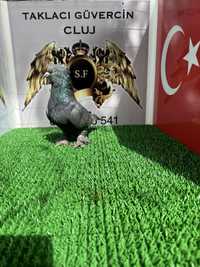 Takla porumbei turcești