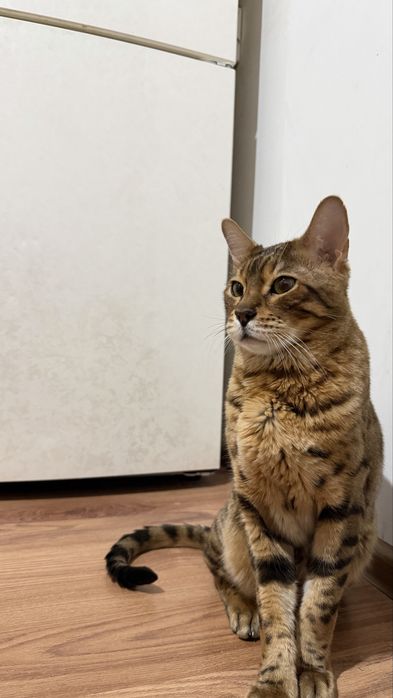 Продам Бенгальского кота