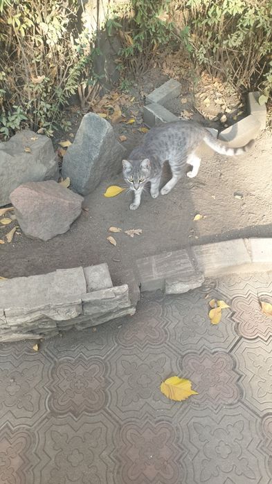 У кого потерялась кошка