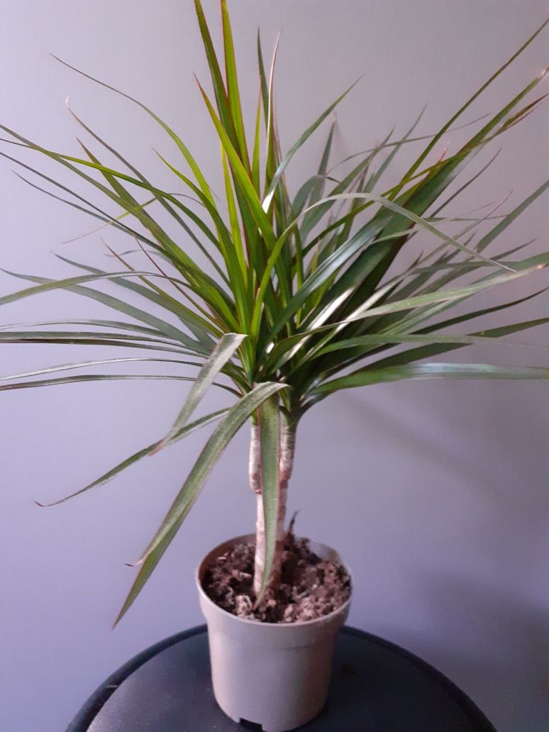 Pomisor dracaena