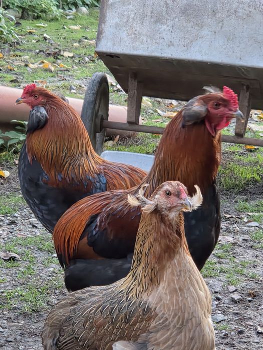 Cocoș araucana tineret