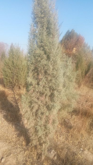 galiboy gepars.3mt  sasna koʻchat i3mt  . majvinik archa lar Qrim sasn