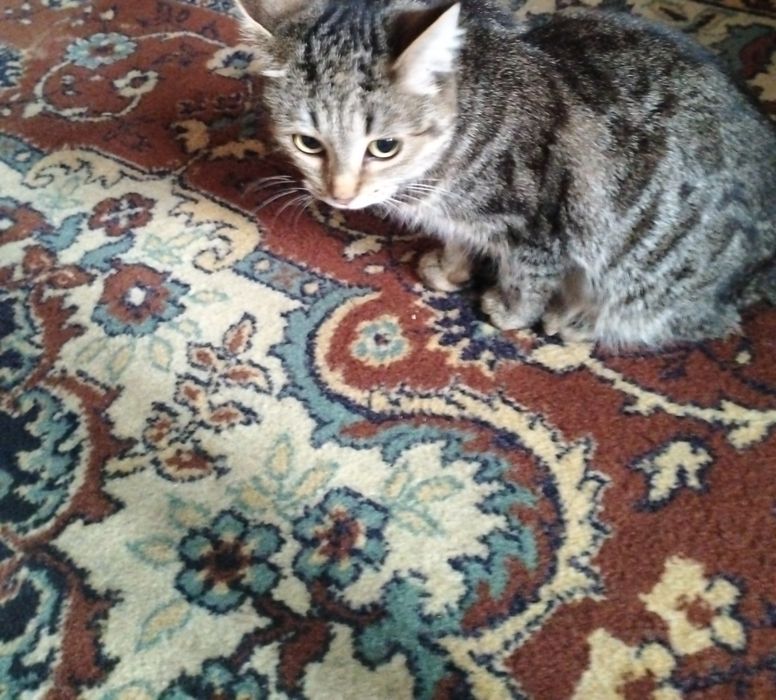 Отдам в хорошие руки кошечку