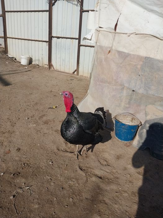 Келисимли бахада сатилади