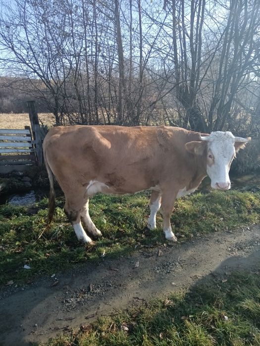 Vând vacă bălțată românească