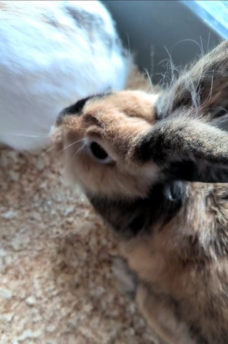 Vând sau schimb iepure cap de leu băiat