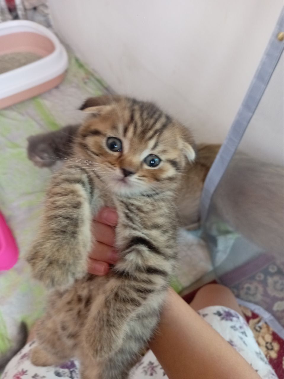 Котята вислоухие шиншилла