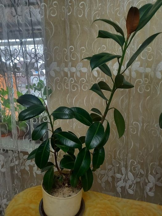 Фикус королевский, 1 метр