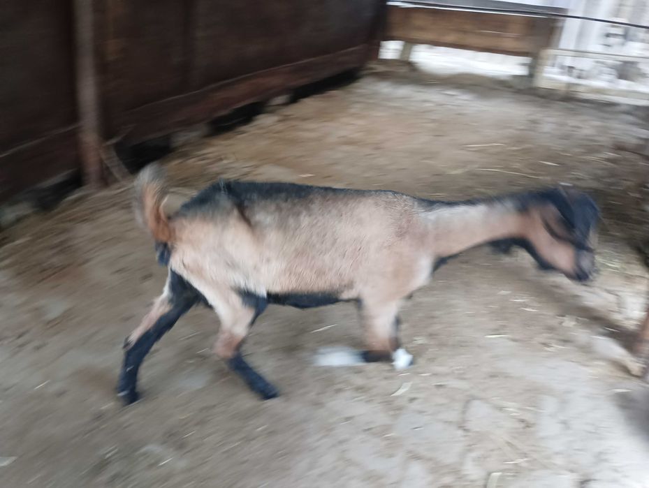 1 tuqgan Echki sotiladi