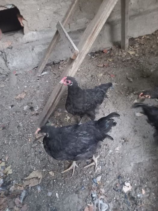 Продам петухов -кучинский,австролорп