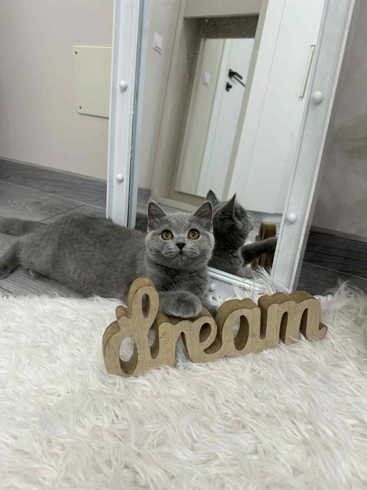 British Shorthair fetiță cu Pedigree 4 luni