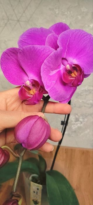 Орхидеи Phalaenopsis
