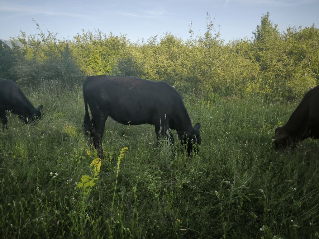 Vitele Angus si metis 1 an -1an jum