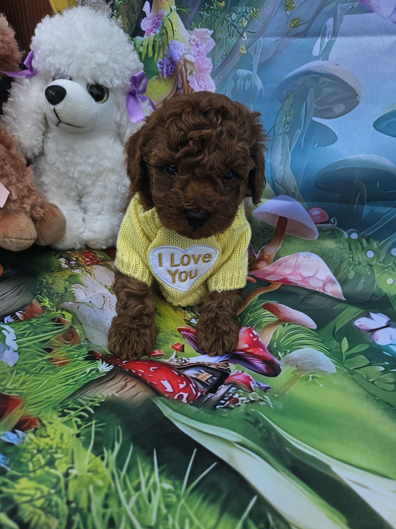 Пудел той/Toy poodle/с родословие