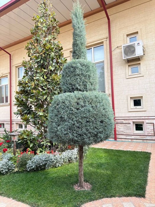 Archa sotiladi arizonka аризонка