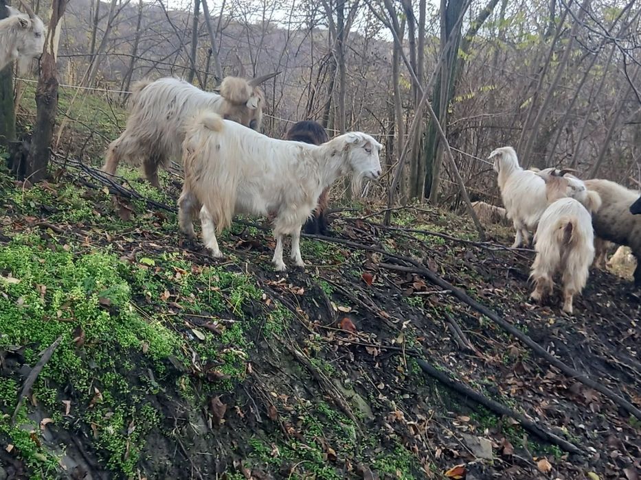 9 capre gestante și un țap