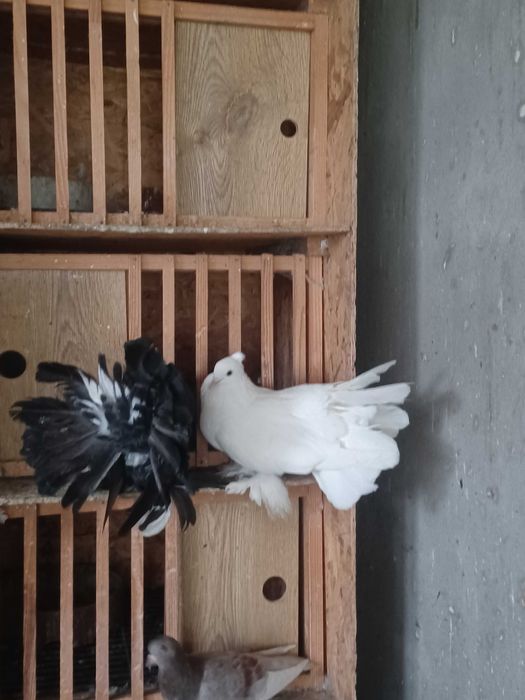 Vand porumbei rotati indieni