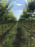 Copaci ornamentali Platan - Mestecan- Tei Frasin- Catalpa globulara