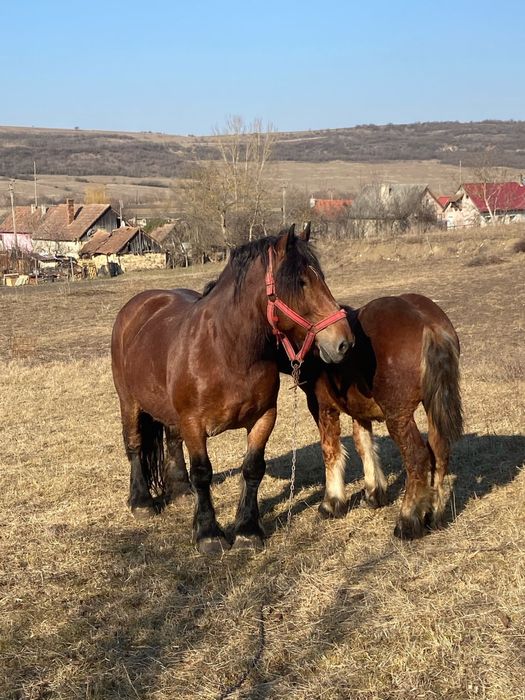 Vand manz de 1 an si 4 luni sau schimb cu variante auto