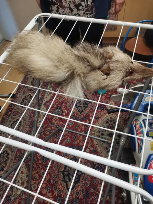 Лисица яка с щипка