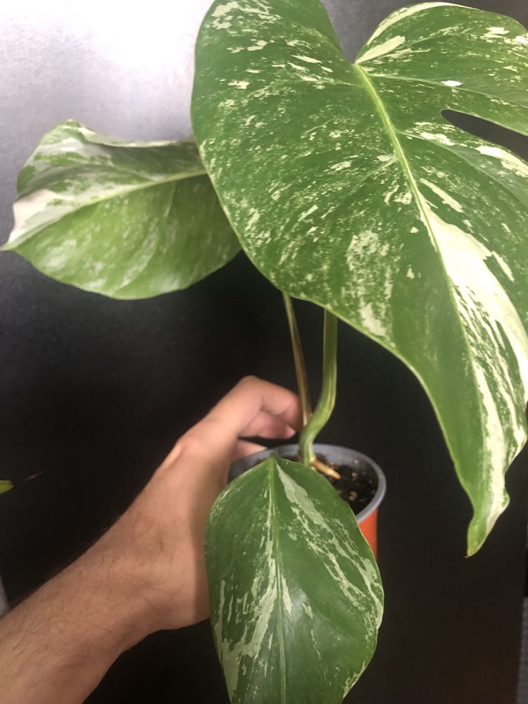 Monstera Albo Variegata