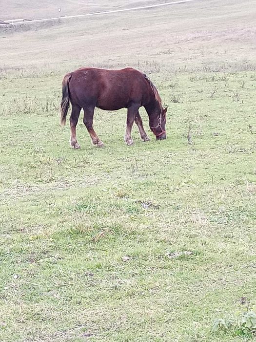 Vând mânz 1 an și 4 luni