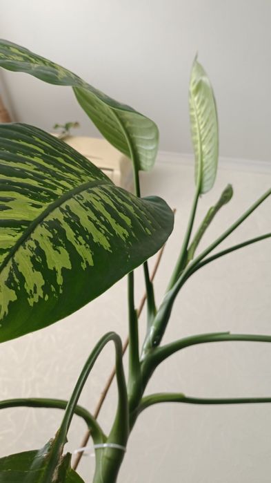 Диффенбахия * Монстера