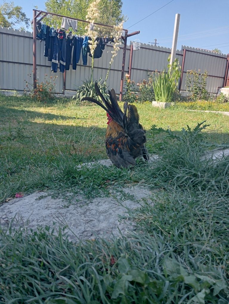 Cocoșel chabo de vanzare