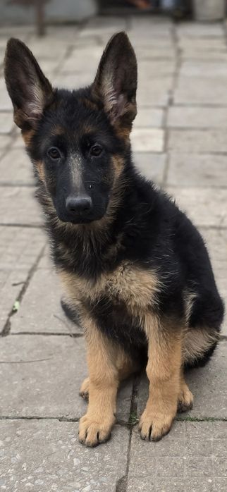 Чистокръвни немски овчарки на три месеца