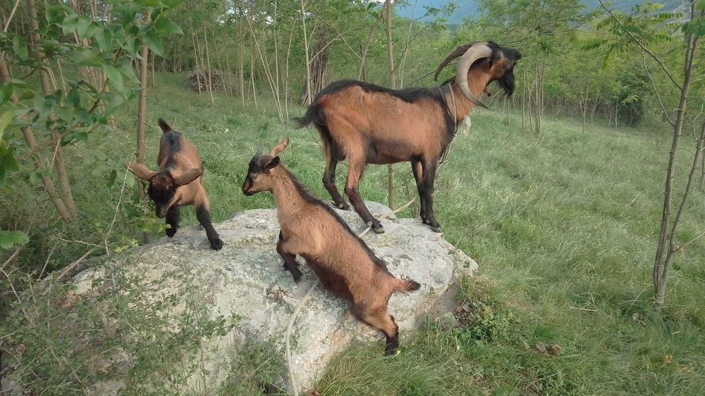Vând țap alpin francez