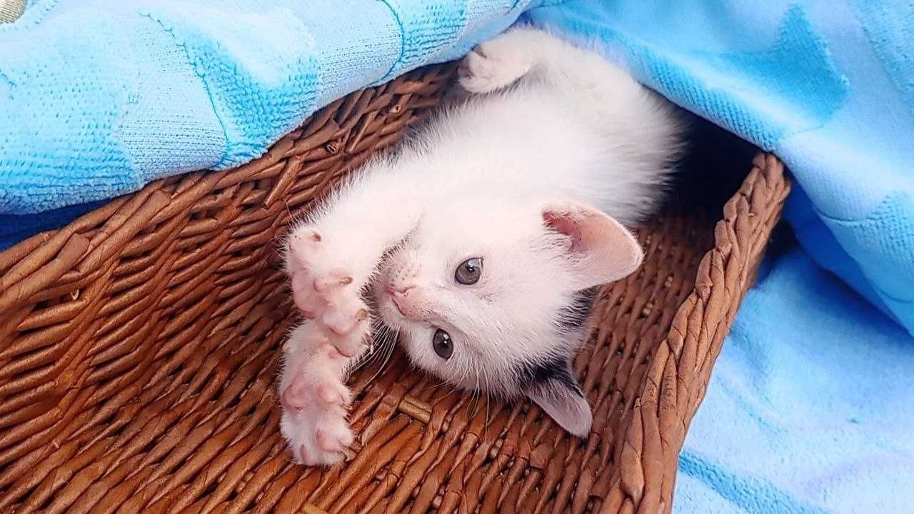 4 котенца, момичета, търсят дом