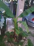 Banan . Bananier  . Plante ornamentale