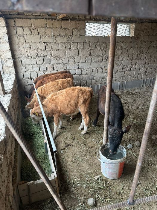 5 бас еркек бузау сатылады Бари Бир жерден Сауда болады