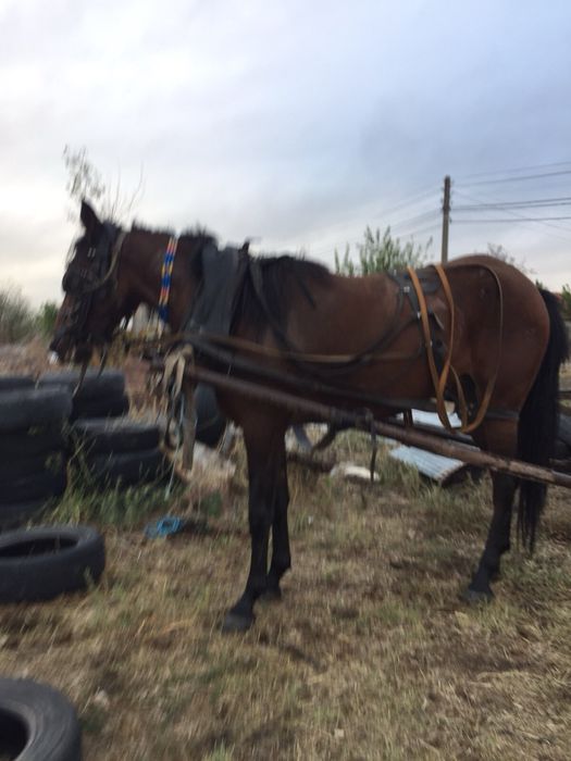 Продавам два коня