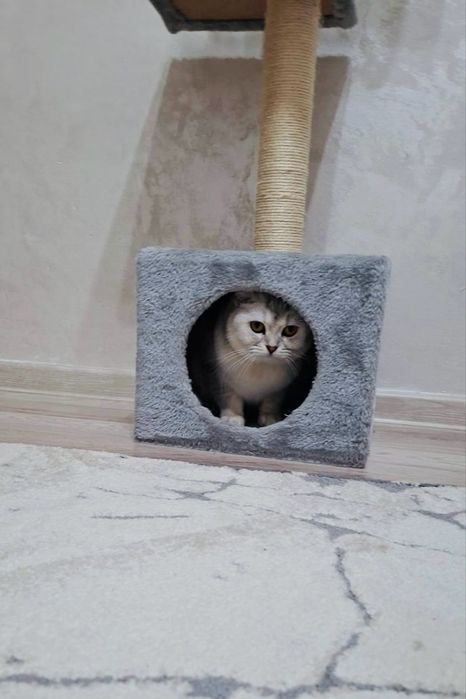 Ansamblu,casuta pentru pisici