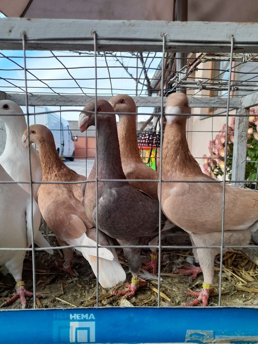 Vînd porumbei voiajori germani de ftumusețe